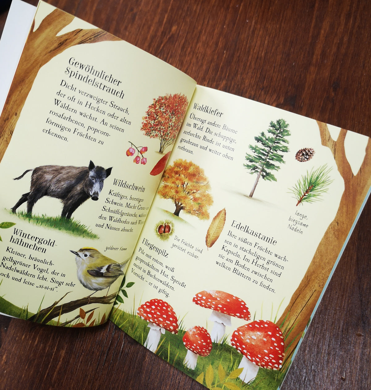 Usborne Minis Naturführer - Entdecke den Herbst 6J+